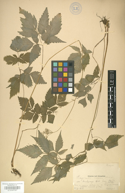 LE 01007397