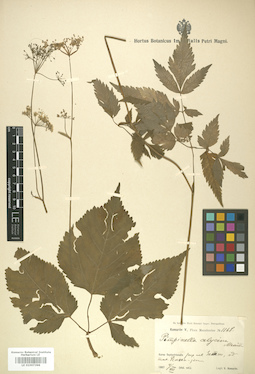 LE 01007398