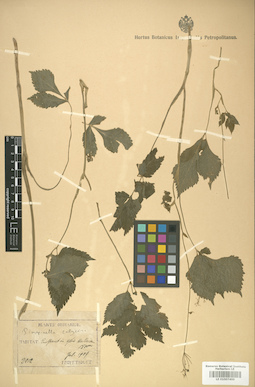 LE 01007400