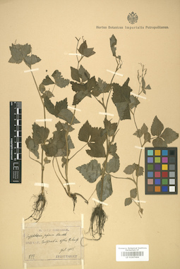 LE 01007404