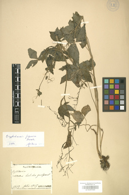 LE 01007405