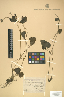 LE 01007408