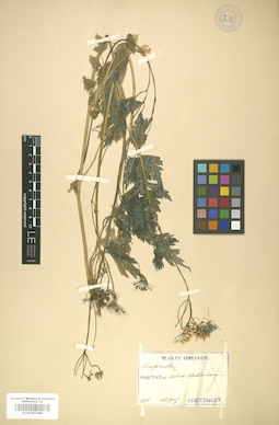LE 01007409