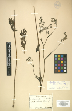 LE 01007416