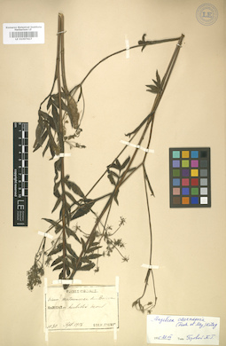 LE 01007417