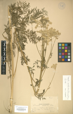 LE 01007428