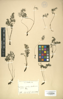 LE 01007431