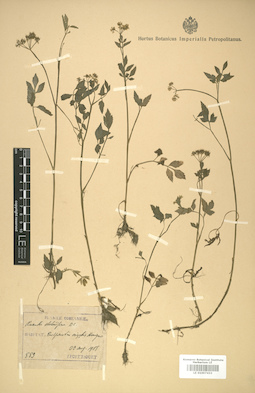 LE 01007433