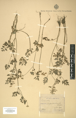 LE 01007434