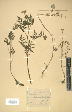 LE 01007435