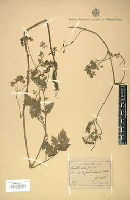 LE 01007437