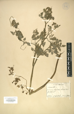 LE 01007438
