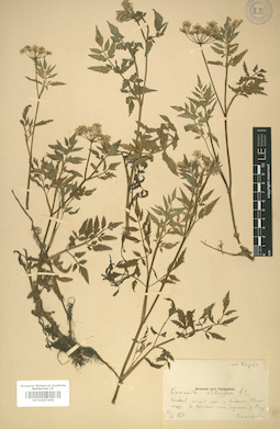 LE 01007439