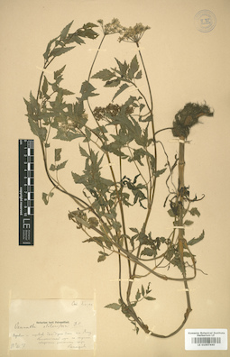 LE 01007440