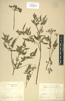 LE 01007441
