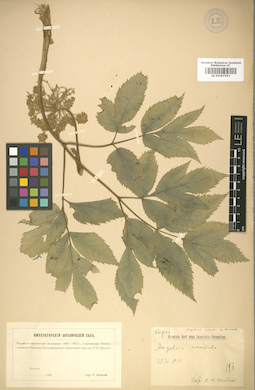 LE 01007453