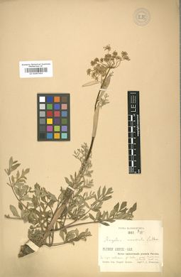 LE 01007455