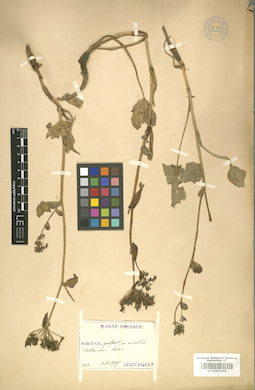 LE 01007464