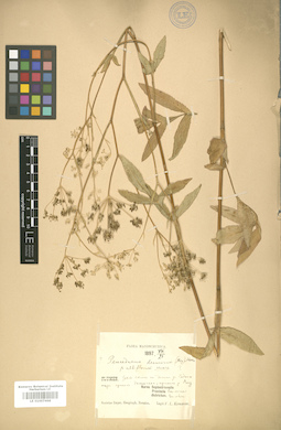 LE 01007468