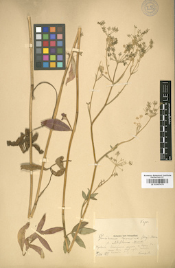 LE 01007470