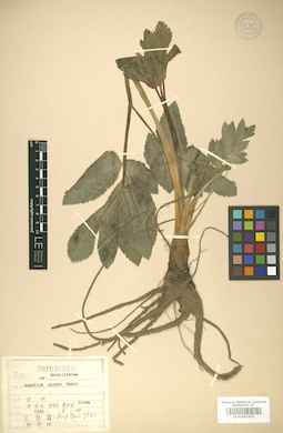 LE 01007474