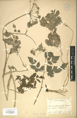 LE 01007481