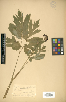LE 01007487