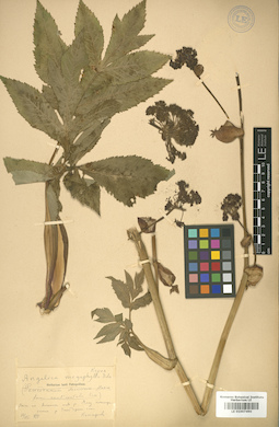 LE 01007490