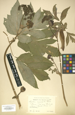 LE 01007491