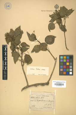 LE 01007515