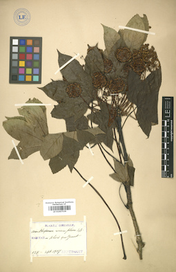 LE 01007539