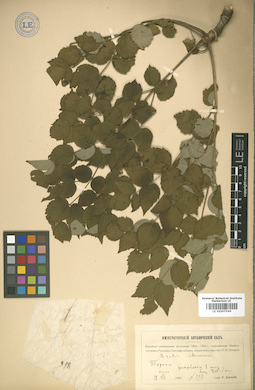 LE 01007544