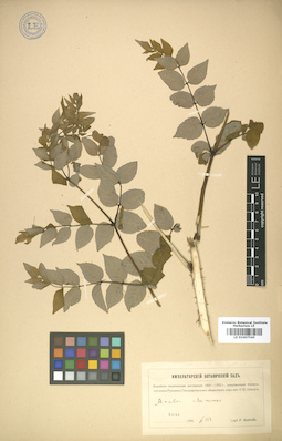 LE 01007545