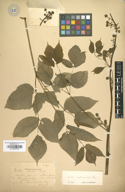 LE 01007555