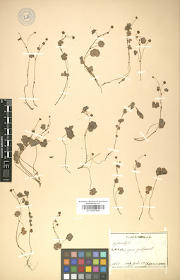 LE 01007565