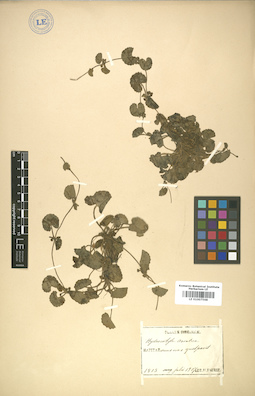 LE 01007568