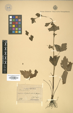 LE 01007569