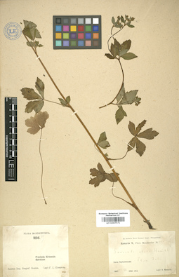 LE 01007571