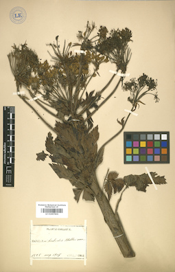 LE 01007606