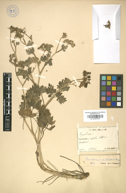 LE 01007619