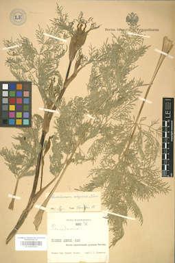 LE 01007621