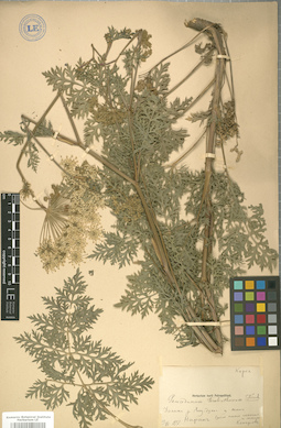 LE 01007626
