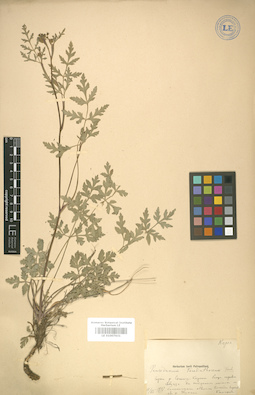 LE 01007631