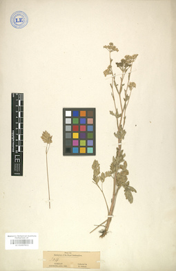 LE 01007632