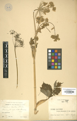 LE 01007636