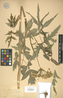 LE 01007637