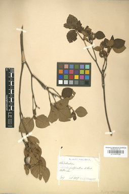 LE 01007638