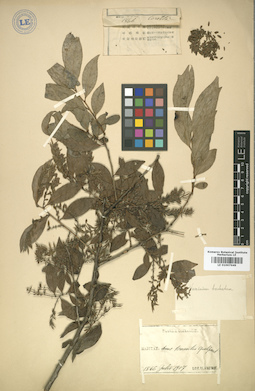 LE 01007649