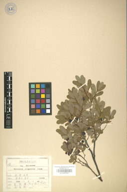 LE 01007657
