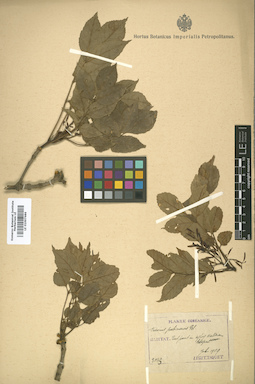 LE 01007686